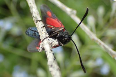 Zygaena romeo