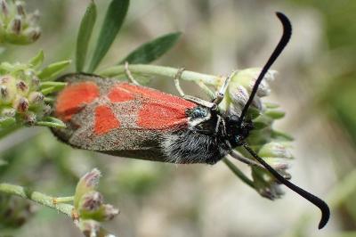 Zygaena rhadamanthus