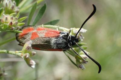 Zygaena rhadamanthus