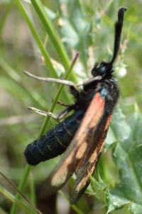 Zygaena romeo