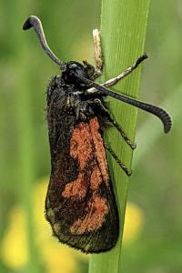 Zygaena loti