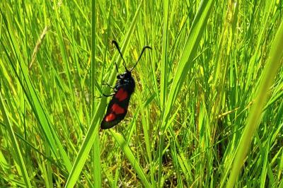 Zygaena trifolii