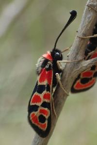 Zygaena fausta