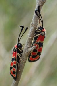 Zygaena fausta