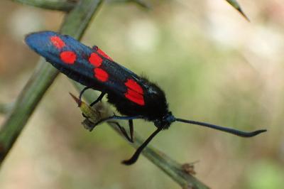 Zygaena transalpina