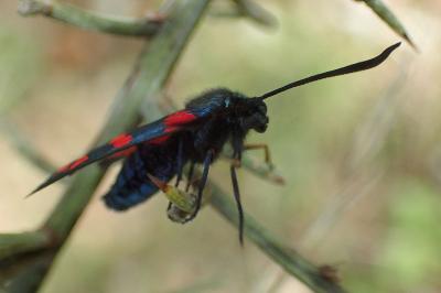 Zygaena transalpina