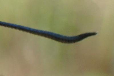Zygaena transalpina