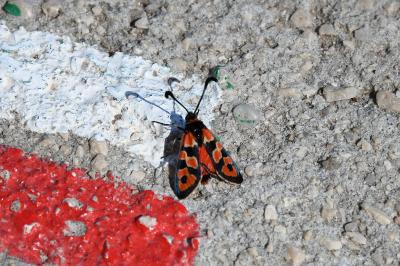 Zygaena fausta