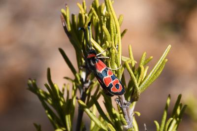 Zygaena fausta