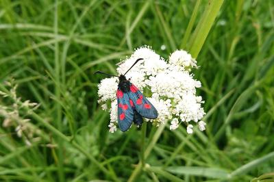 Zygaena trifolii