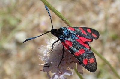 Zygaena filipendulae