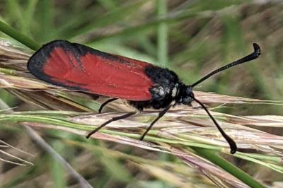 Zygaena erythrus