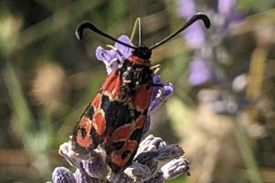 Zygaena fausta