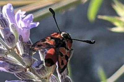 Zygaena fausta