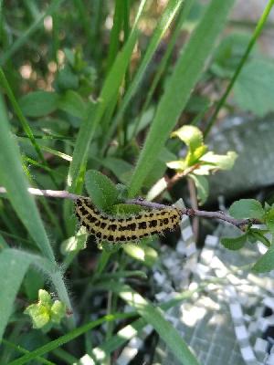 Zygaena filipendulae / transalpina OU Zygaena transalpina / hippocrepidis