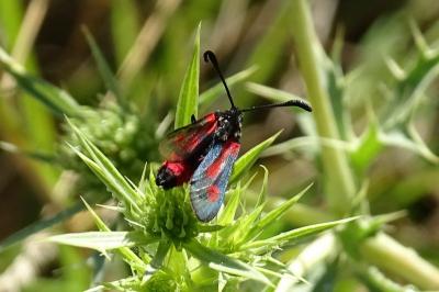 Zygaena sarpedon