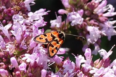 Zygaena fausta