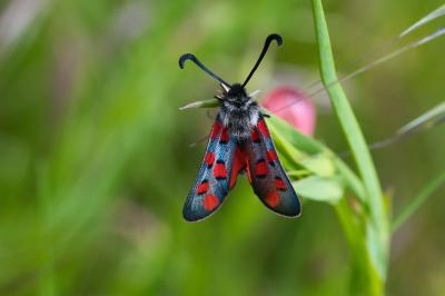 Zygaena rhadamanthus
