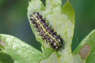 Aglaope infausta