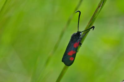 Zygaena trifolii
