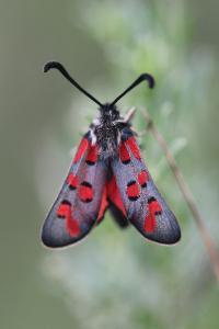 Zygaena rhadamanthus