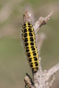 Zygaena filipendulae