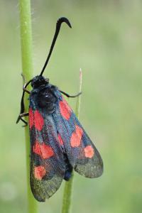 Zygaena trifolii