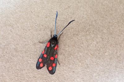 Zygaena transalpina