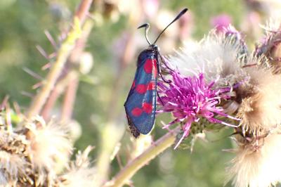 Zygaena filipendulae