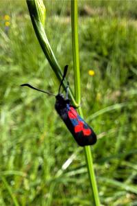 Zygaena trifolii
