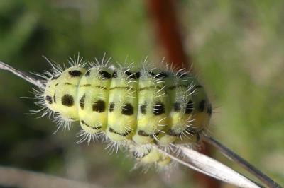 Zygaena transalpina