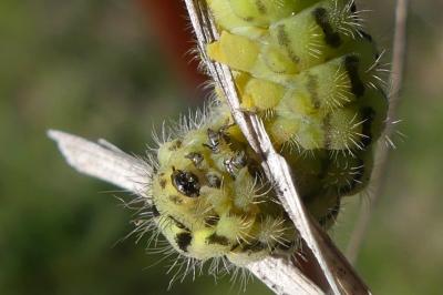 Zygaena transalpina