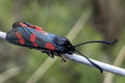 Zygaena transalpina