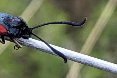 Zygaena transalpina