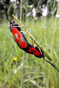 Zygaena loti