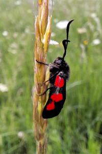 Zygaena trifolii