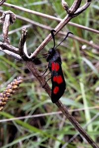 Zygaena trifolii