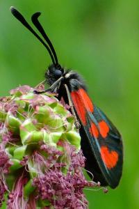 Zygaena loti