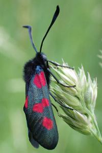 Zygaena trifolii