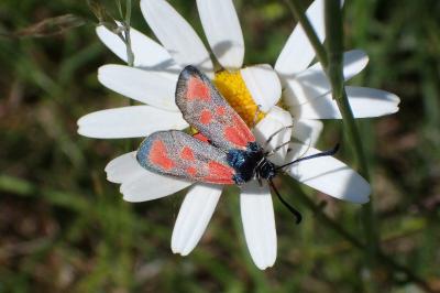 Zygaena loti