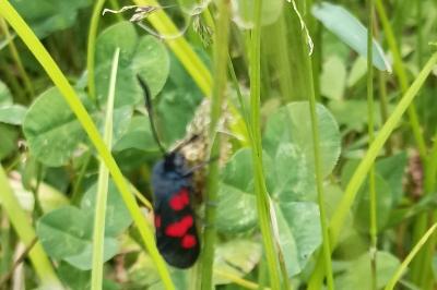 Zygaena trifolii