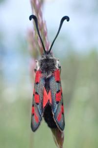 Zygaena rhadamanthus