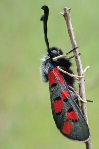 Zygaena rhadamanthus