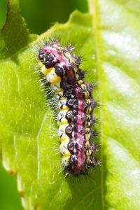 Aglaope infausta