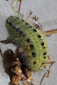 Zygaena
