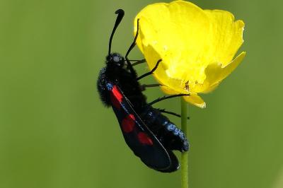 Zygaena trifolii