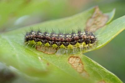 Aglaope infausta