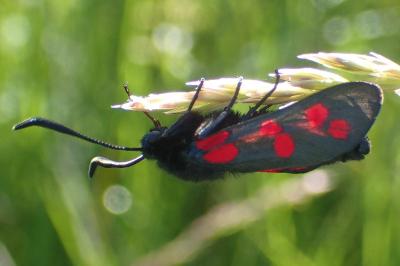 Zygaena transalpina hippocrepidis