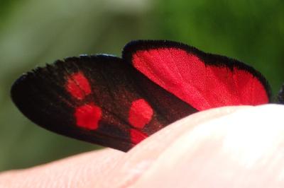 Zygaena transalpina hippocrepidis