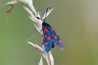 Zygaena ephialtes